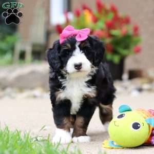 Lemonade, Mini Bernedoodle Puppy